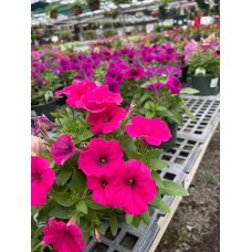 Petunias - various sizes